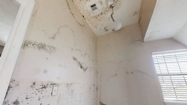Best Mold-Related Health Consultation  in Chesterbrook, PA