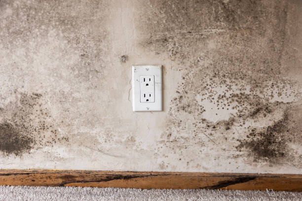 Forensic Mold Investigation in Chesterbrook, PA