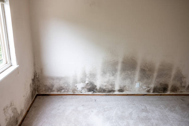 Mold Remediation for Vacation Homes in Chesterbrook, PA